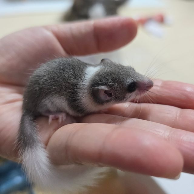 파이드