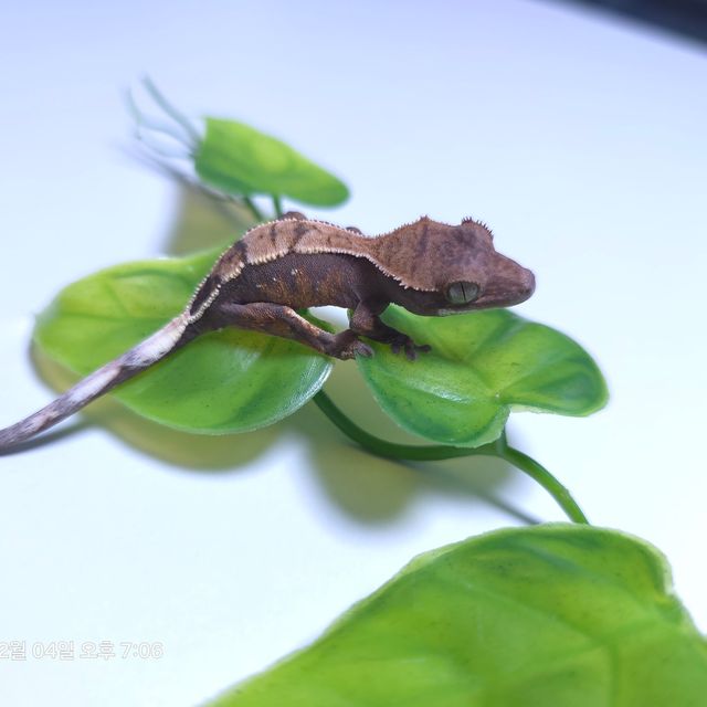 세이블