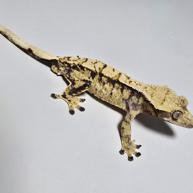 Tri Extreme Harlequin