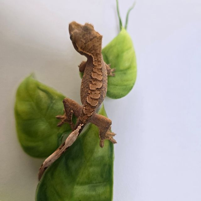 익스트림할리퀸