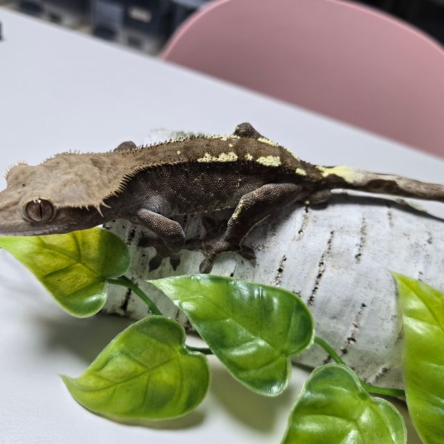 카푸치노