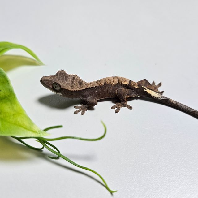 세이블