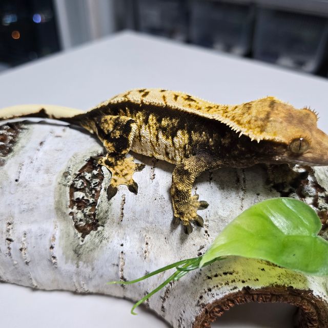 트라이