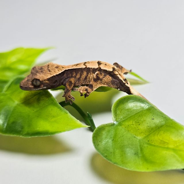 세이블