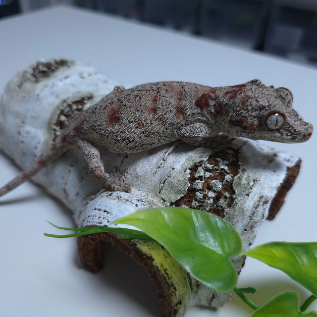 레드 블로치드
