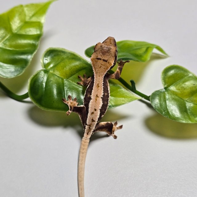 릴리100%헷아잔틱