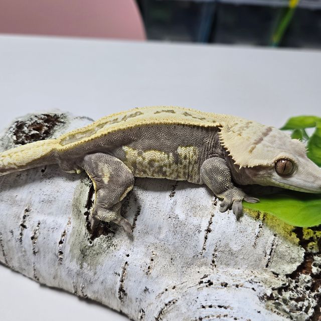 쿼드 풀핀