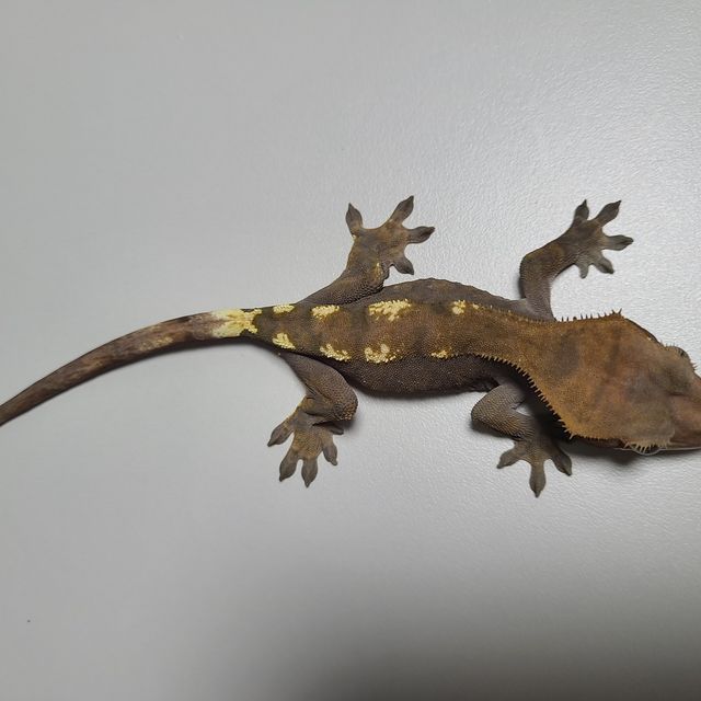 세이블