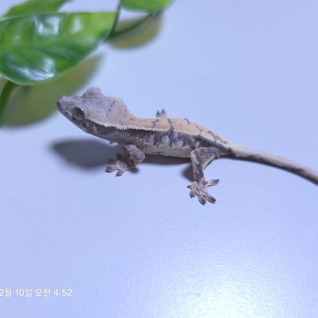 릴리 세이블