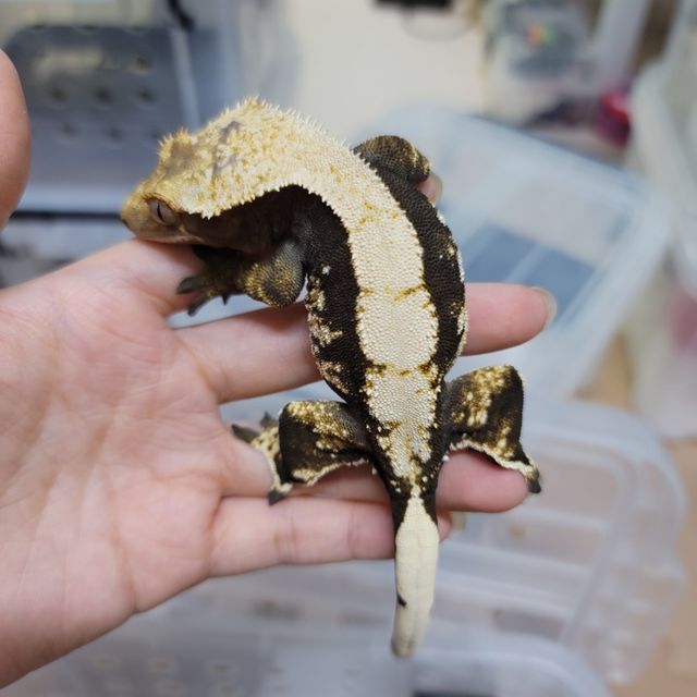 Harlequin Dark