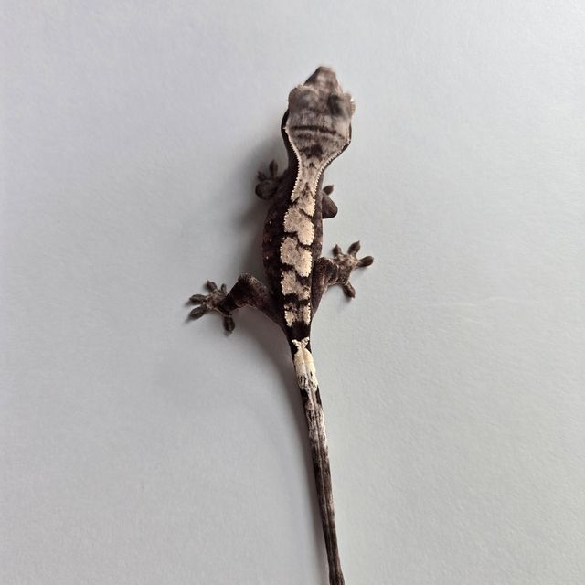 세이블