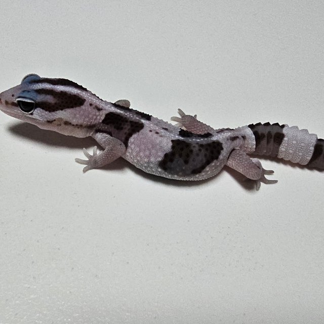 Oreo