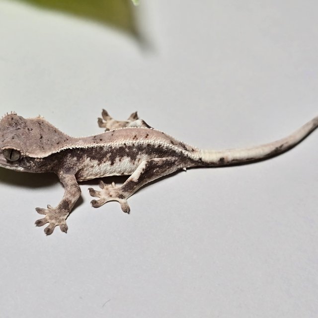 100% Het Axanthic LW Sable