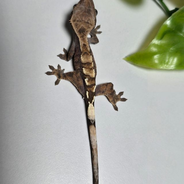 세이블