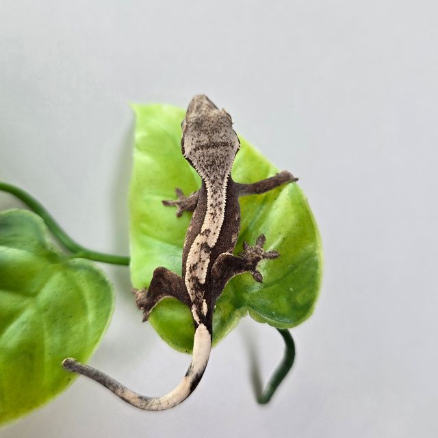 100%헷아잔틱