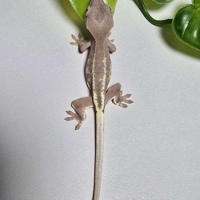 Frappuccino Hypo