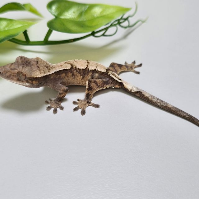 세이블