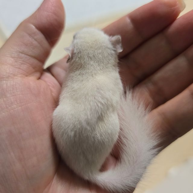 루시스틱
