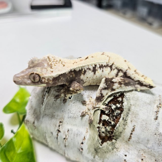 세이블