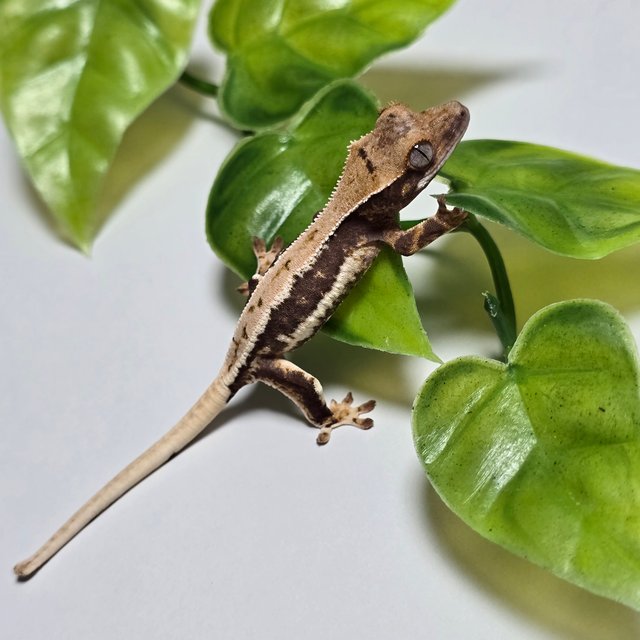 릴리100%헷아잔틱