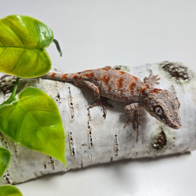 Orange Blotched