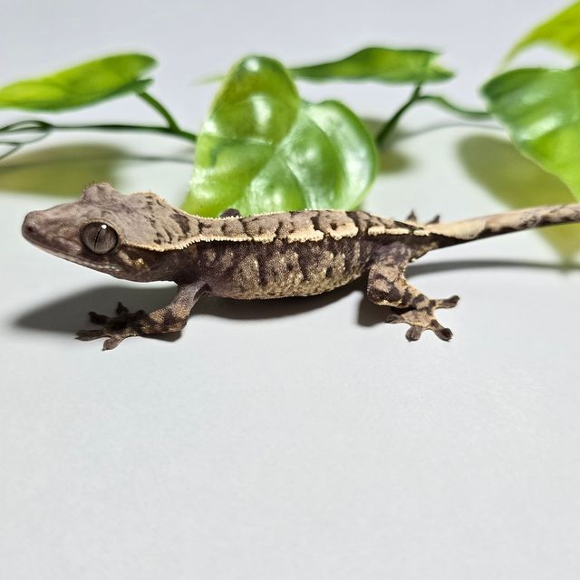 세이블