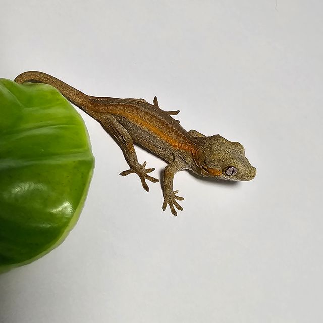 레드 오렌지 스트라이프