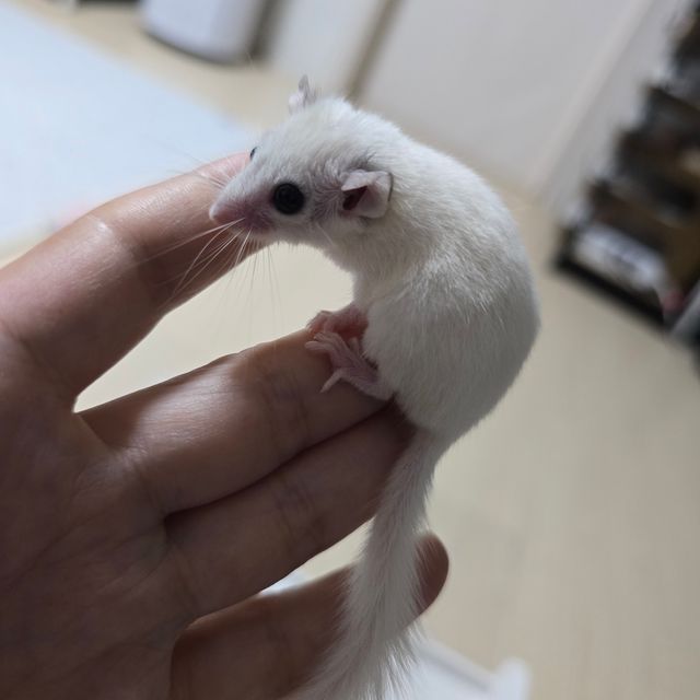 루시스틱