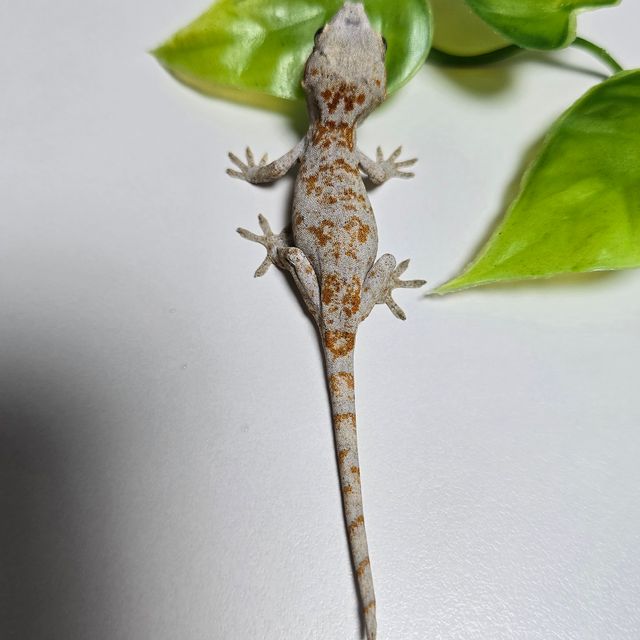 오렌지 블로치드