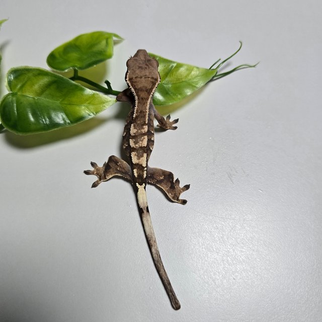 세이블