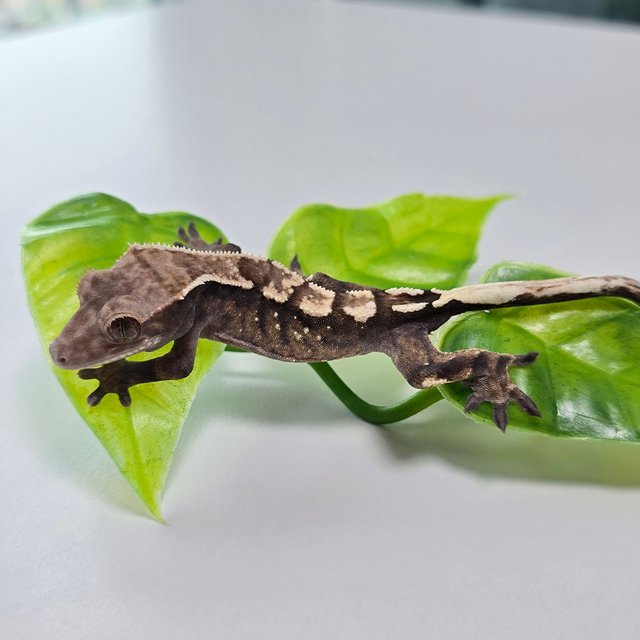 세이블