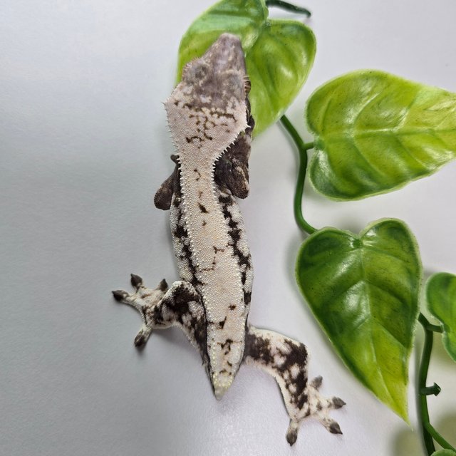 세이블