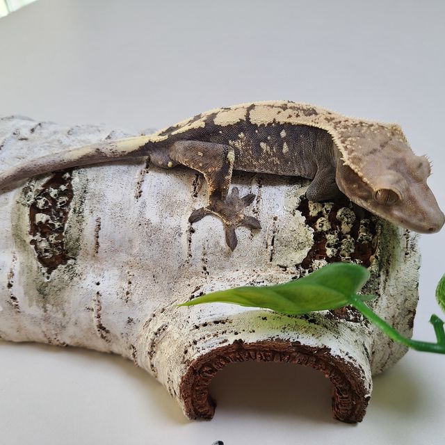 세이블