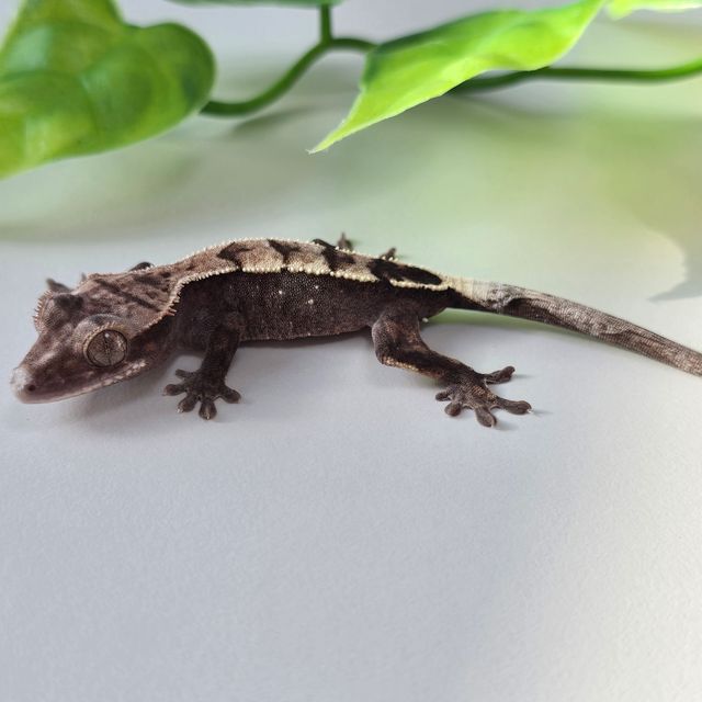 세이블