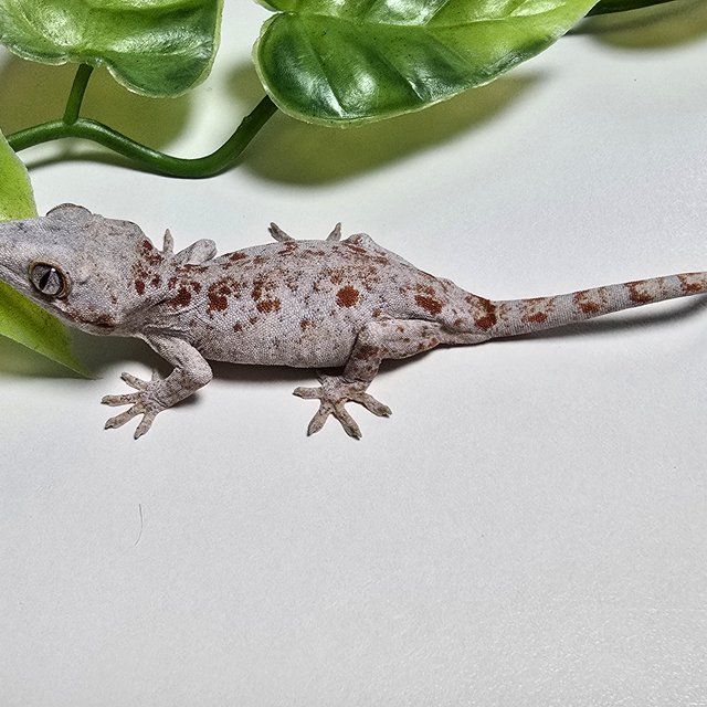Orange Blotched