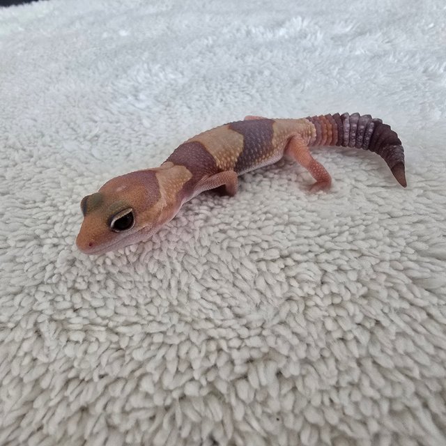 Amelanistic Het Patternless