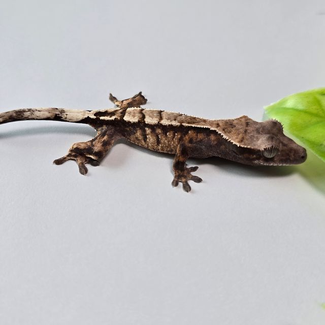 세이블