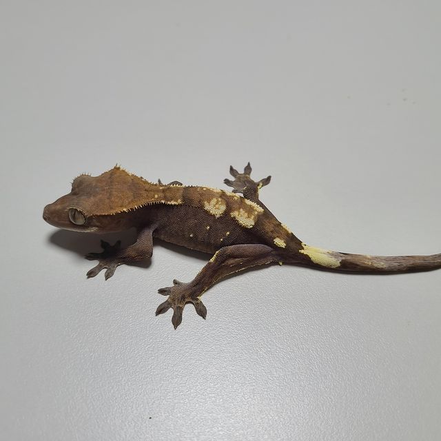 세이블