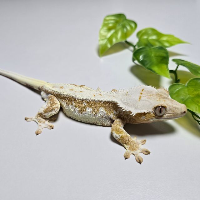 크림시클 릴리화이트