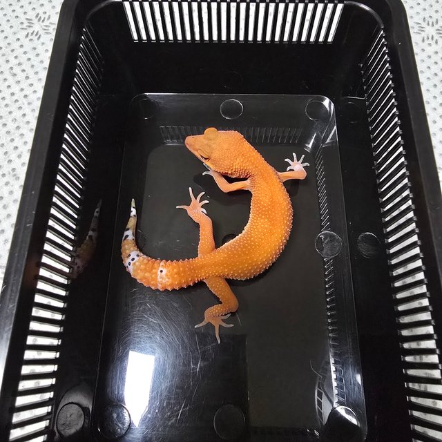 Blood Mandarin