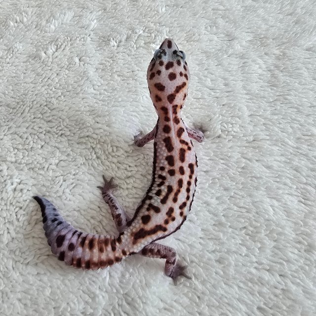 White Out Patternless Het Amelanistic Het Oreo