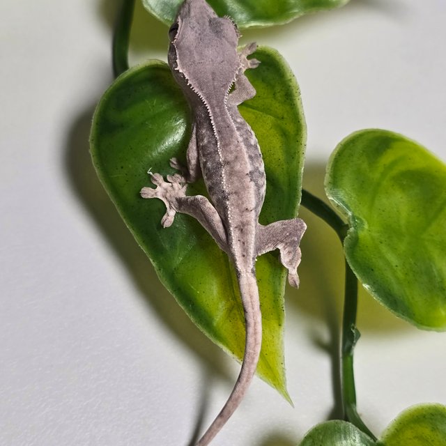 100%헷아잔틱 릴리 세이블