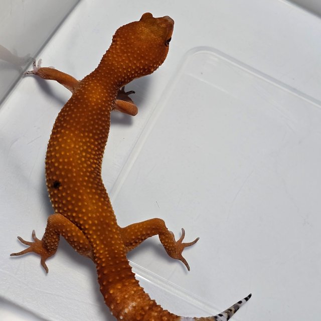 Blood Mandarin