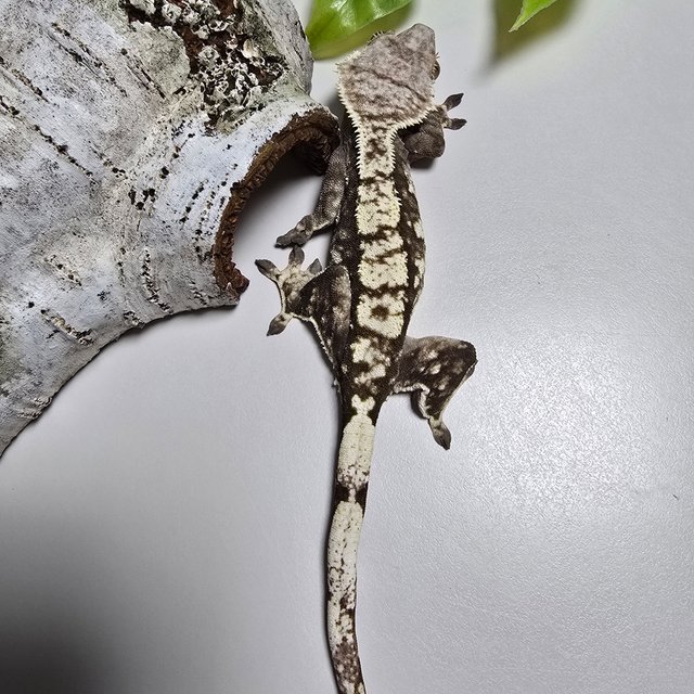 Tri Extreme Harlequin
