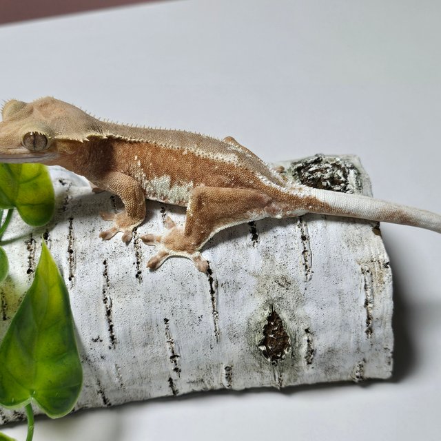 레드 팬텀 릴리화이트