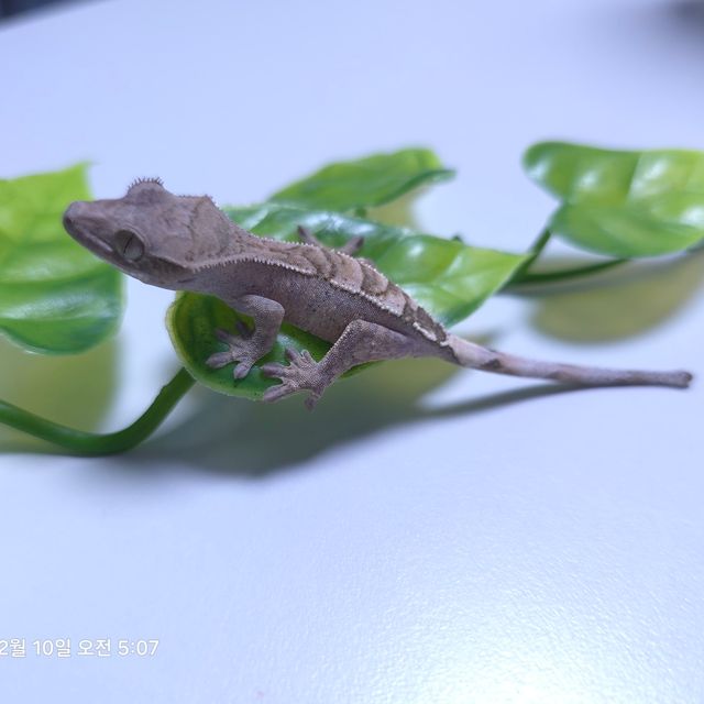 세이블