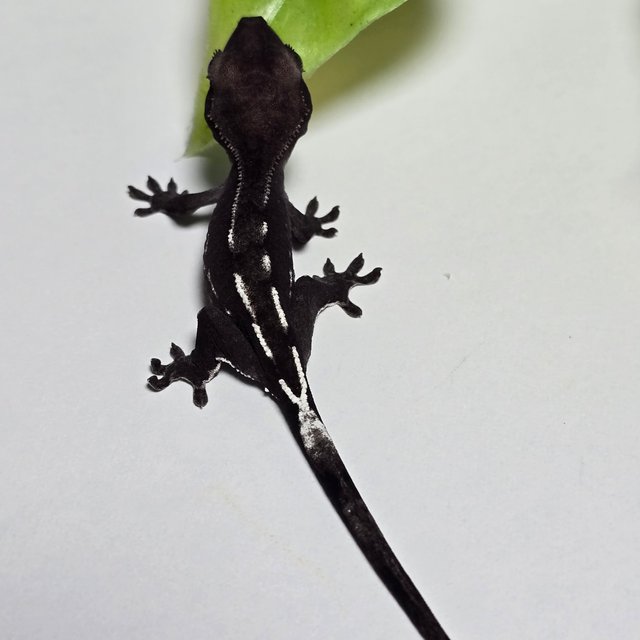Axanthic