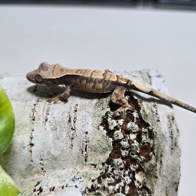 세이블