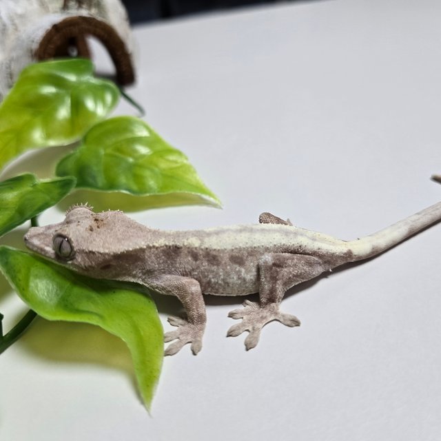 슈퍼세이블 릴리