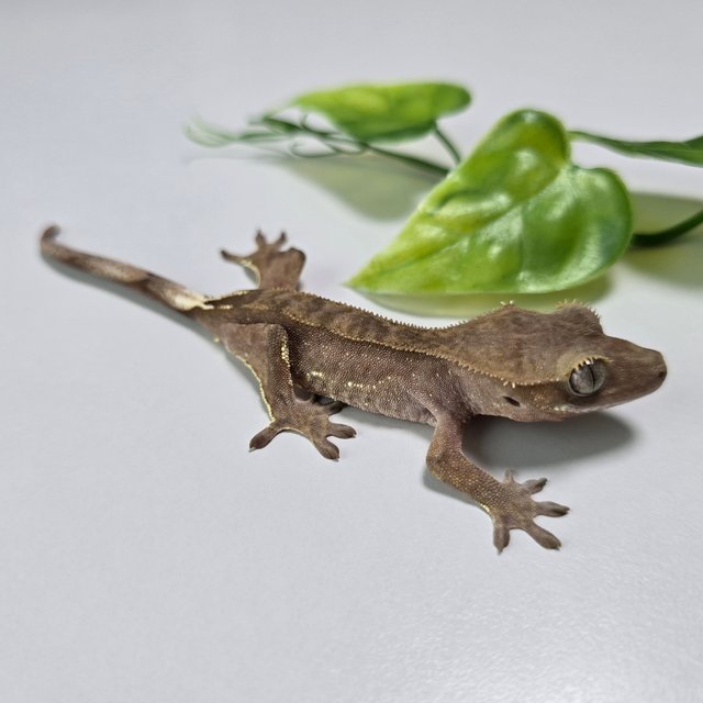 팬텀 세이블